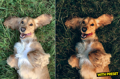 ARTA – Love Dogs Lightroom Preset Pack (Desktop & Mobile)