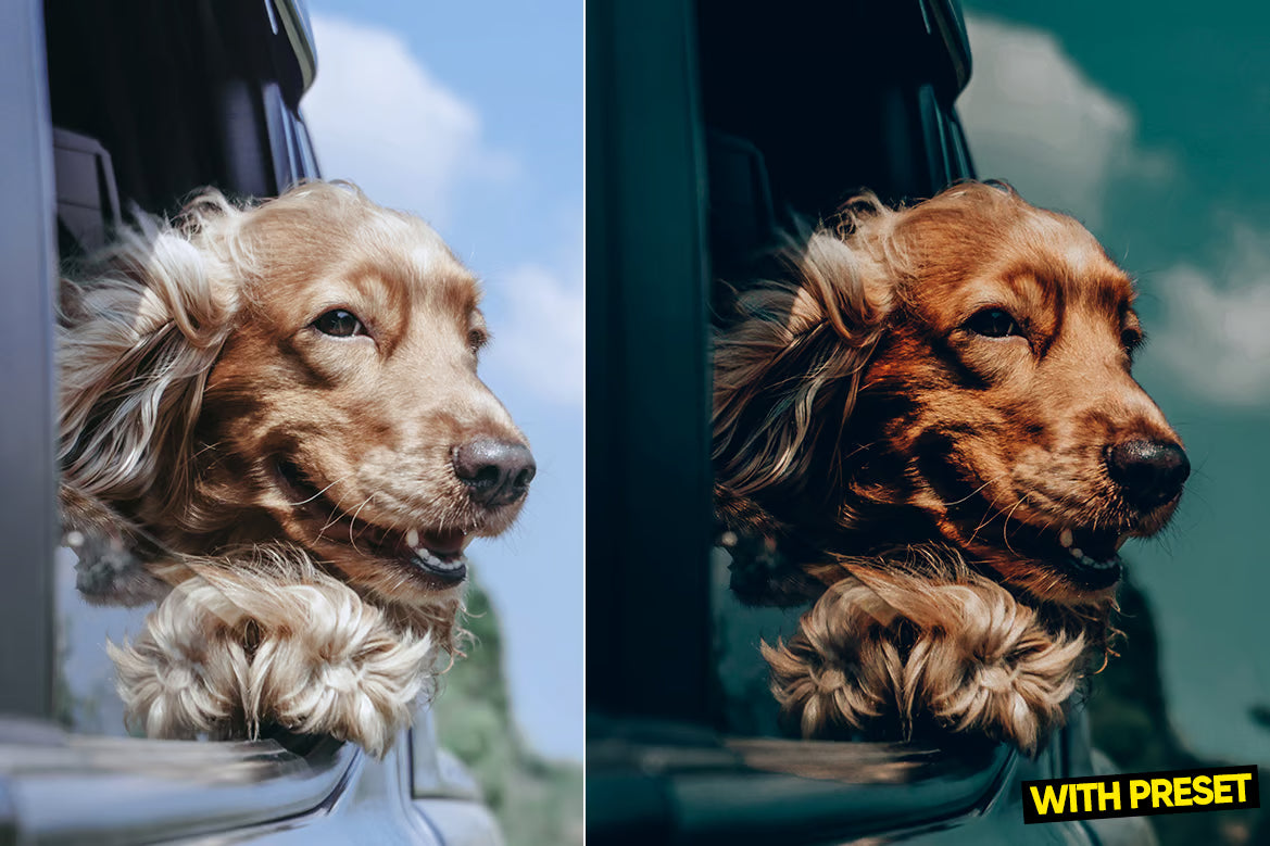 ARTA – Love Dogs Lightroom Preset Pack (Desktop & Mobile)