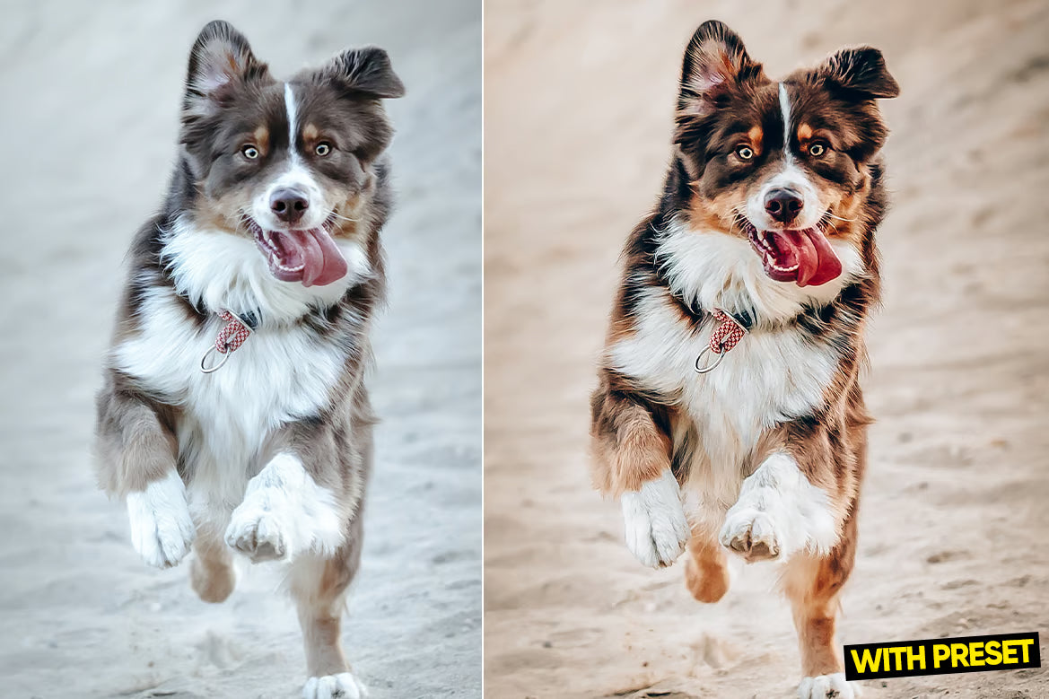 ARTA – Love Dogs Lightroom Preset Pack (Desktop & Mobile)