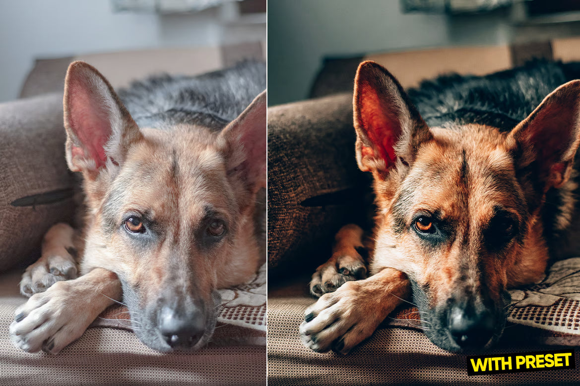 ARTA – Love Dogs Lightroom Preset Pack (Desktop & Mobile)
