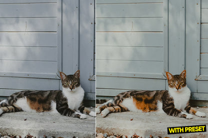 ARTA – Raw Layer Lightroom Preset Pack (Desktop & Mobile)